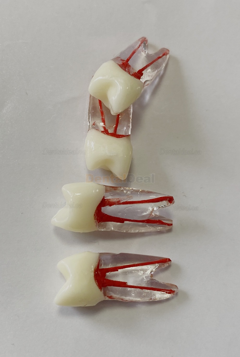 Dental Teeth Practice Model Endo File Molar Upper Lower Tooth Premolar Root 2/3-Rooted Canal